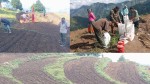सतबाँझमा १ लाख फलफूलका बिरुवा उत्पादन हुँदै, काठमाडौँ र कर्णालीसम्म निर्यात 