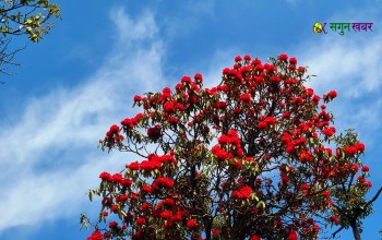 लालीगुराँसले ढकमक्क पहाड (फोटो फिचर)