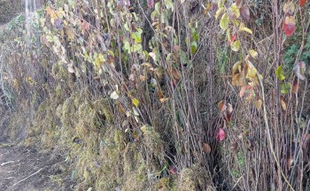 सुख्खा फलफूल विकास केन्द्रबाट हिउँदे फलफूलका बिरुवा विक्रि गरिँदै 