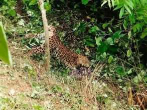 बैतडीमा स्थानियले थापेको पासोमा चितुवा पर्यो