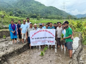 बैतडीको गोकुलेश्वरमा धान दिवस मनाइयो, बैतडीमा ६५ प्रतिशत रोपाइँ सम्पन्न 