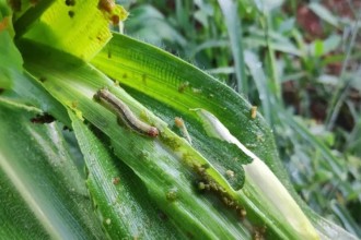 बैतडीका केही ठाउँमा मकैबालीमा फौजी किराको प्रकोप 