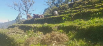 बैतडीसहित मध्य पहाडी क्षेत्रमा किसानलाई गहुँ छर्ने चटारो 