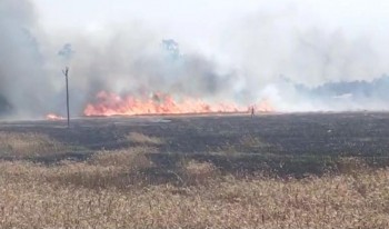 कञ्चनपुरमा   आठ बिघाको गहुँबाली जलेर नष्ट