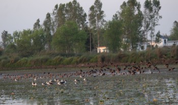 कञ्चनपुरमा आजदेखि जलपंछी गणना शुरु