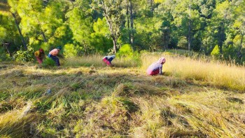 बर्षाले काटेको खरमा क्षति 