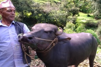 राँगो पालेरै बार्षिक डेढ लाख आम्दानी 