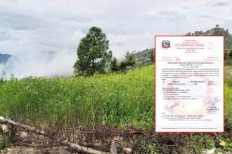 कोदोखेती गर्ने किसानलाई शिवनाथ गाउँपालिकाले चार लाख अनुदान दिने 