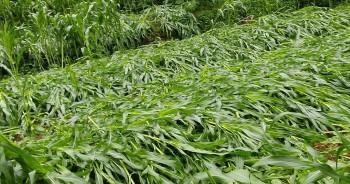 बैतडीको हरिचनमा बर्षा र हावाहुरीले मकैबालीमा क्षति 