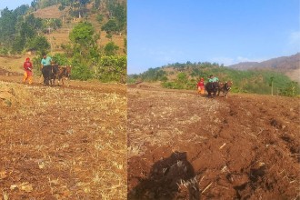 सुदूर पहाडमा मकै छर्ने चटारो 