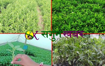 बैतडीमा फलफूलका बोटबिरूवा बाट लाखौ आम्दानी