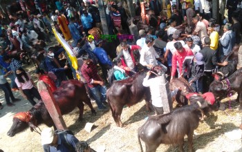 बैतडीको देहिमाण्डौँमा  बलिसहित जात्रा सम्पन्न, ४ सय राँगा बोकाको बलि