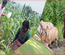 सुदुरपश्चिमका पहाडी जिल्लाका किसान: कोही मकै बारिमा व्यस्त, कोही धान रोप्ने तयारीमा