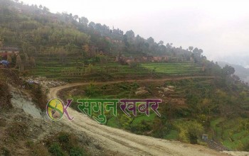 बैतडीमा जंगली जनावरले गहुँबाली  सखाप, किसान चिन्तामा  