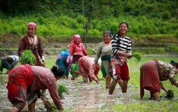 सुदूरपश्चिममा ५० प्रतिशत रोपाँई सम्पन्न 