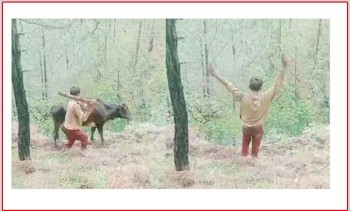 बैतडीमा गोरुलाई मरासन्न हुने गरी कुटपिट गरेर भिरबाट फाल्ने एक नाबालक पक्राउ