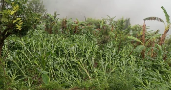 बैतडीमा बर्षा र हावाहुरीले मकैबालीमा क्षति 