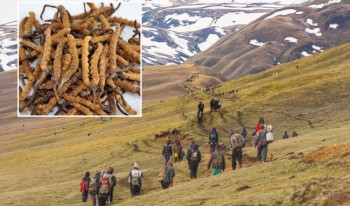 दार्चुलामा यार्चागुम्बा सङ्कलनका लागि १३८ जनाले लिए अनुमतिपत्र
