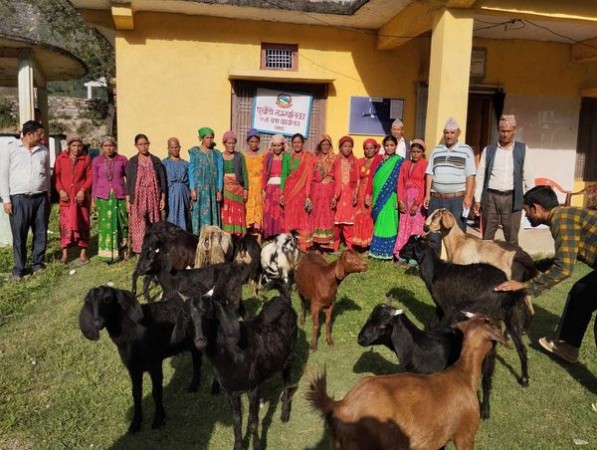 बैतडीमा  साढे २२ लाखका बाख्रा कहाँँ बाँडिए ?  