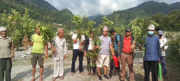 बैतडीको  पुर्चौँडीमा १२ हजार बर्खेफलफूलका विरुवा वितरण