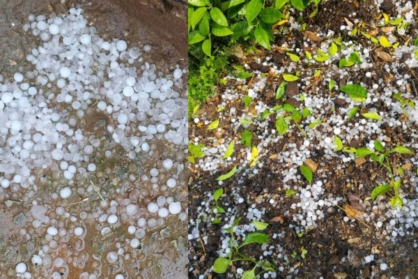 लगातारको बर्षा र असिनाले बालीनालीमा क्षति 