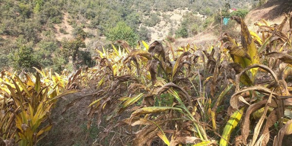 बैतडीका महिला व्यवसायिक बेसार खेती गर्दै 