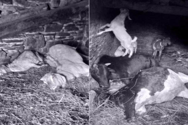 बैतडीमा चट्याङ लागेर चार पशुचौपाया मरे 