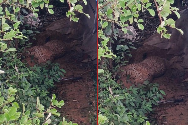 बैतडीमा चितुवा पासोमा पर्यो 