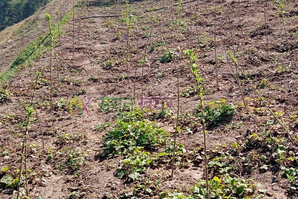 हिउँदे फलफूलका बिरुवा नर्सरीमै थन्किँदा किसानहरु समस्यामा 