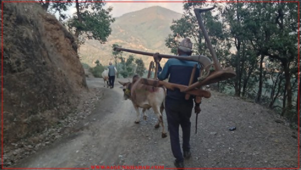 बेरोजगारीले गर्दा गाउँ खाली, कहाँ गए हल गोरु - हराउदै हलो जुवा