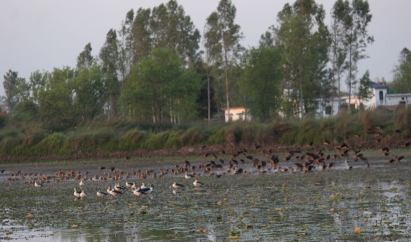 कञ्चनपुरमा आजदेखि जलपंछी गणना शुरु