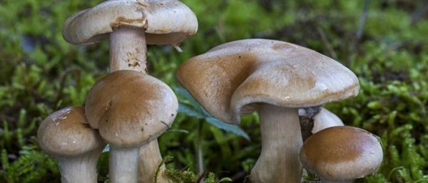जङ्गली च्याउँ  खाँदा  बैतडीमा एकै घरका पाँच जना बिरामी 