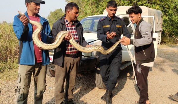 कञ्चनपुरमा अजिङ्गरको उद्धार