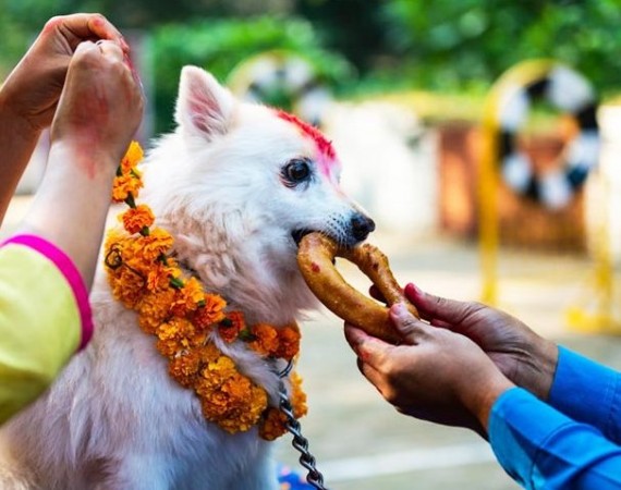 आज कुकुर तिहार, कुकुरलाई पूजासहित मीठा खानेकुरा खान दिएर मनाइँदै