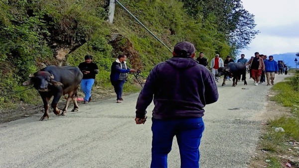 बैतडीमा बलिका लागि राँगा भित्रिँदै