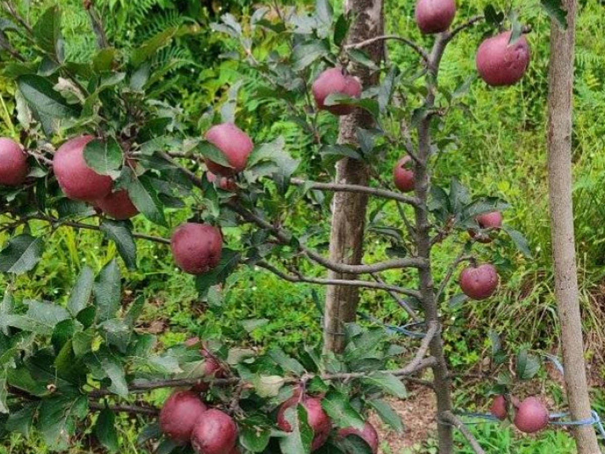 दार्चुलाको नौगाड र मार्मामा फलेको स्याउ बजारमा पुग्यो 