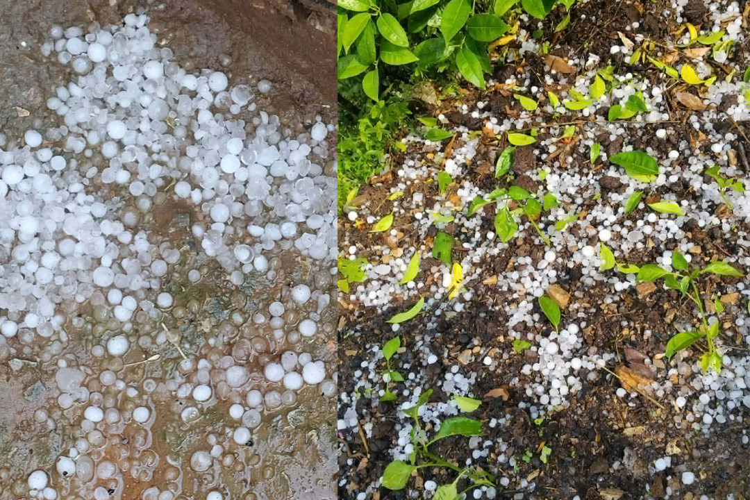 लगातारको बर्षा र असिनाले बालीनालीमा क्षति 