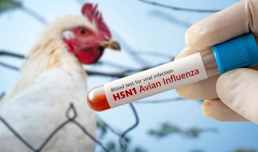 सीमावर्ती भारतीय क्षेत्रमा बर्डफ्लु देखिएपछि बैतडीमा उच्च सतर्कता
