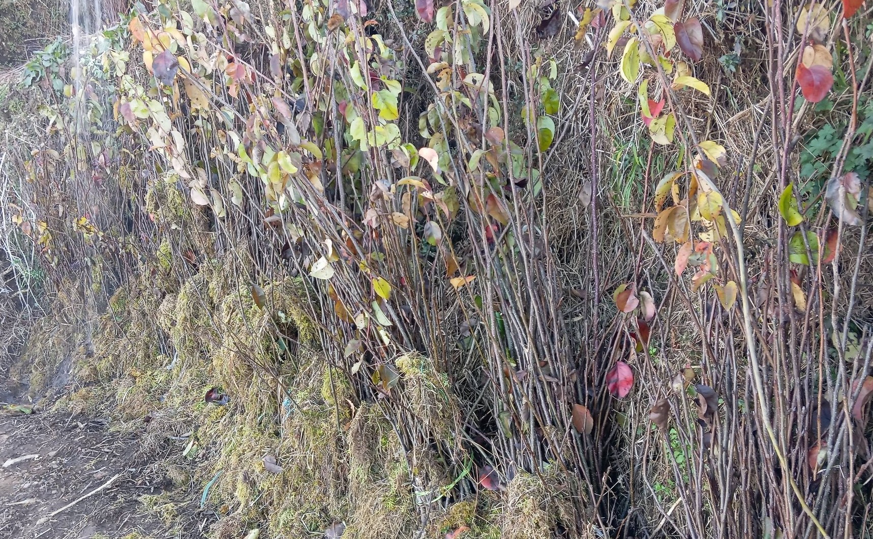 सुख्खा फलफूल विकास केन्द्रबाट हिउँदे फलफूलका बिरुवा विक्रि गरिँदै 