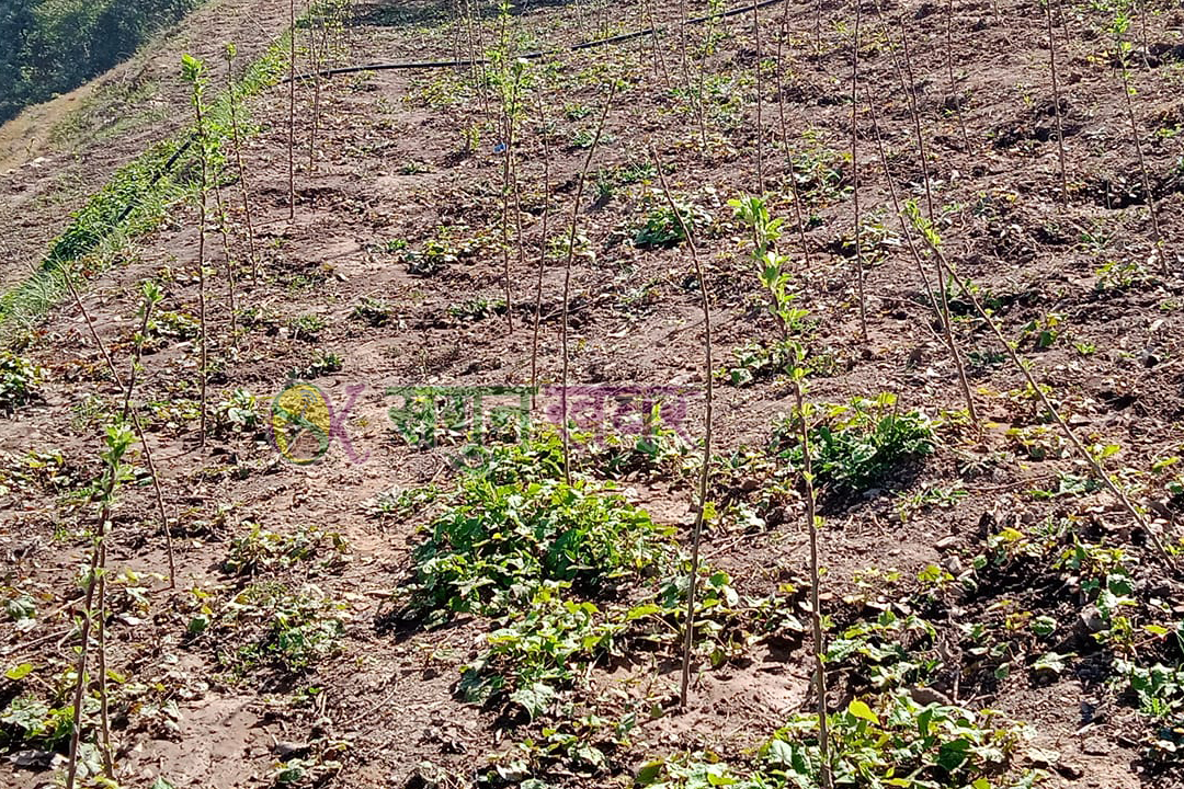 हिउँदे फलफूलका बिरुवा नर्सरीमै थन्किँदा किसानहरु समस्यामा 