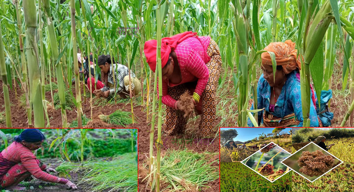 बैतडीमा कोदो खेतीप्रति किसानको आकर्षण घट्दै