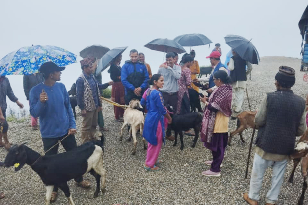 बैतडीको दशरथचन्द नगरपालिकाद्वारा बाख्रा वितरण 