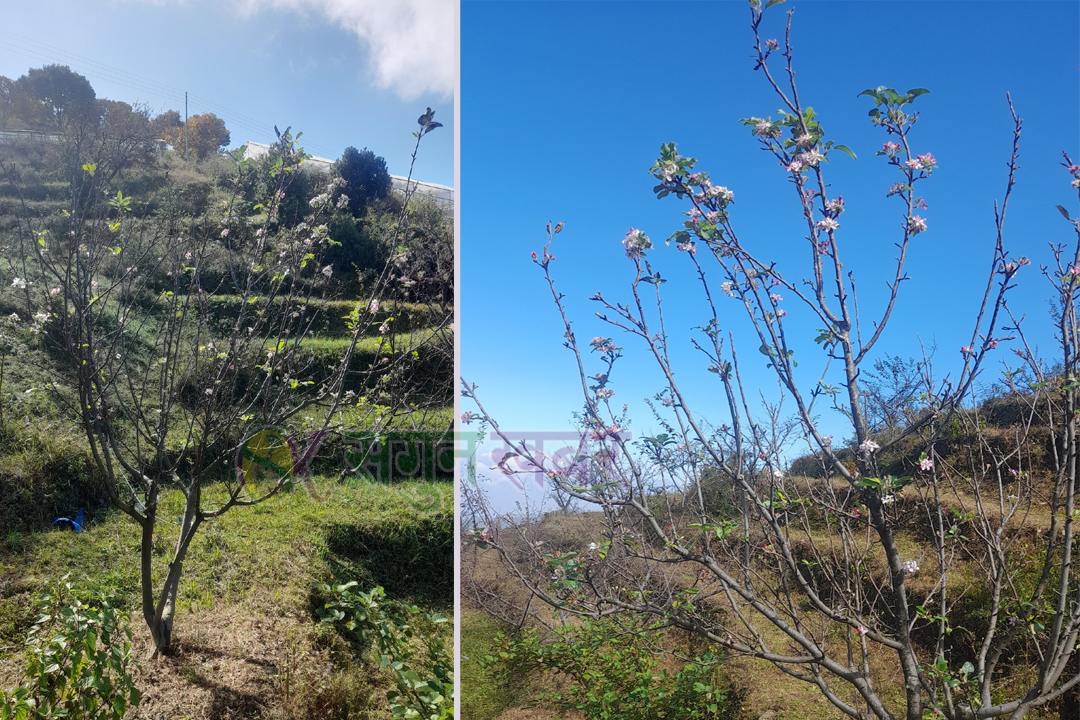 कार्तिकमै फूले हिउँदे फलफूलका बिरुवा
