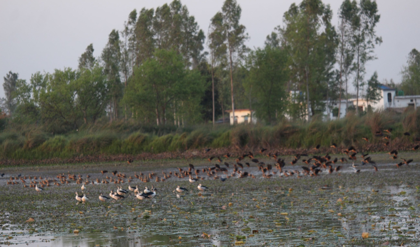 कञ्चनपुरमा आजदेखि जलपंछी गणना शुरु