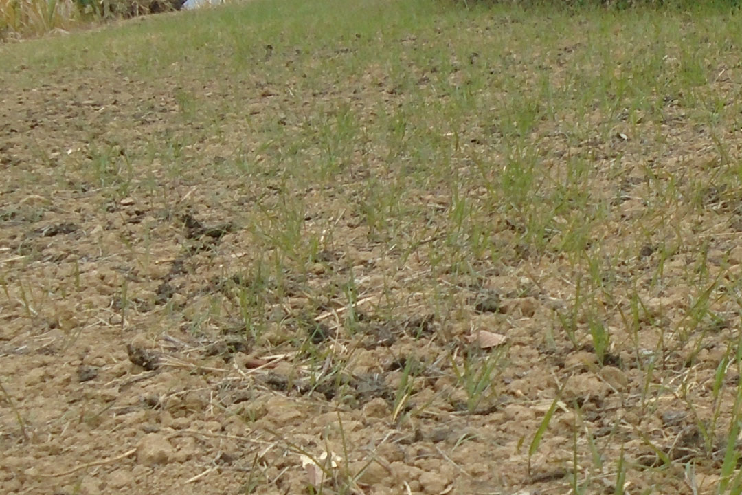 खडेरीले गहुँबाली सुक्दै, किसान चिन्तित 