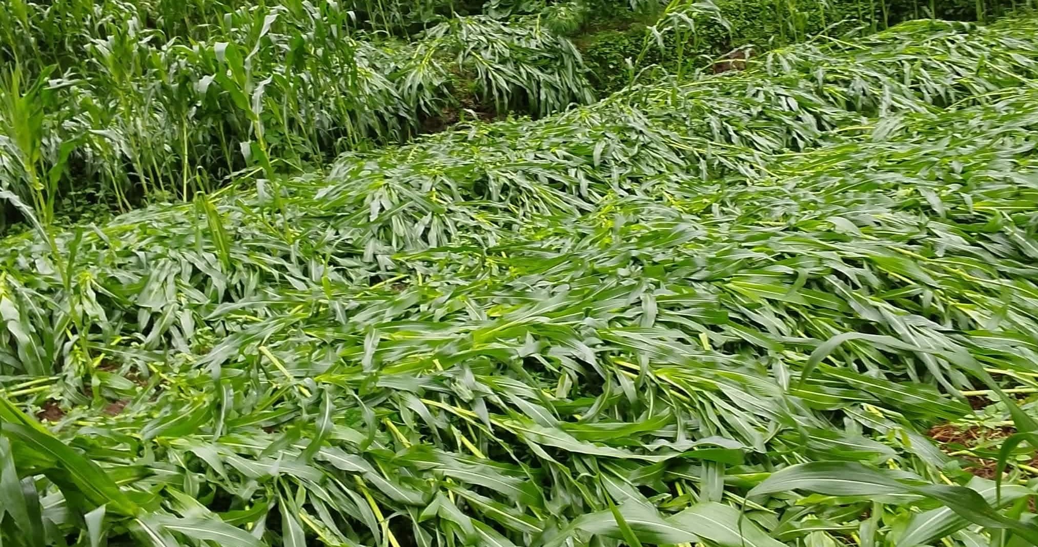 बैतडीको हरिचनमा बर्षा र हावाहुरीले मकैबालीमा क्षति 