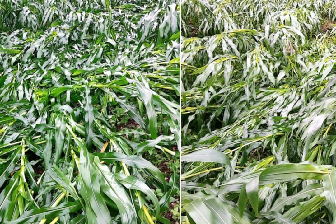 बर्षा र हावाहुरीले बैतडीका विभिन्न स्थानमा मकैबालीमा क्षति