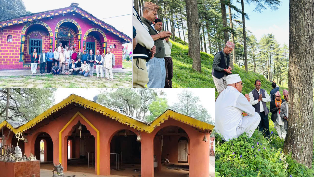 जगन्नाथ मन्दिरको धुरीका लागि निङ्गलाशैनीको देवदार 