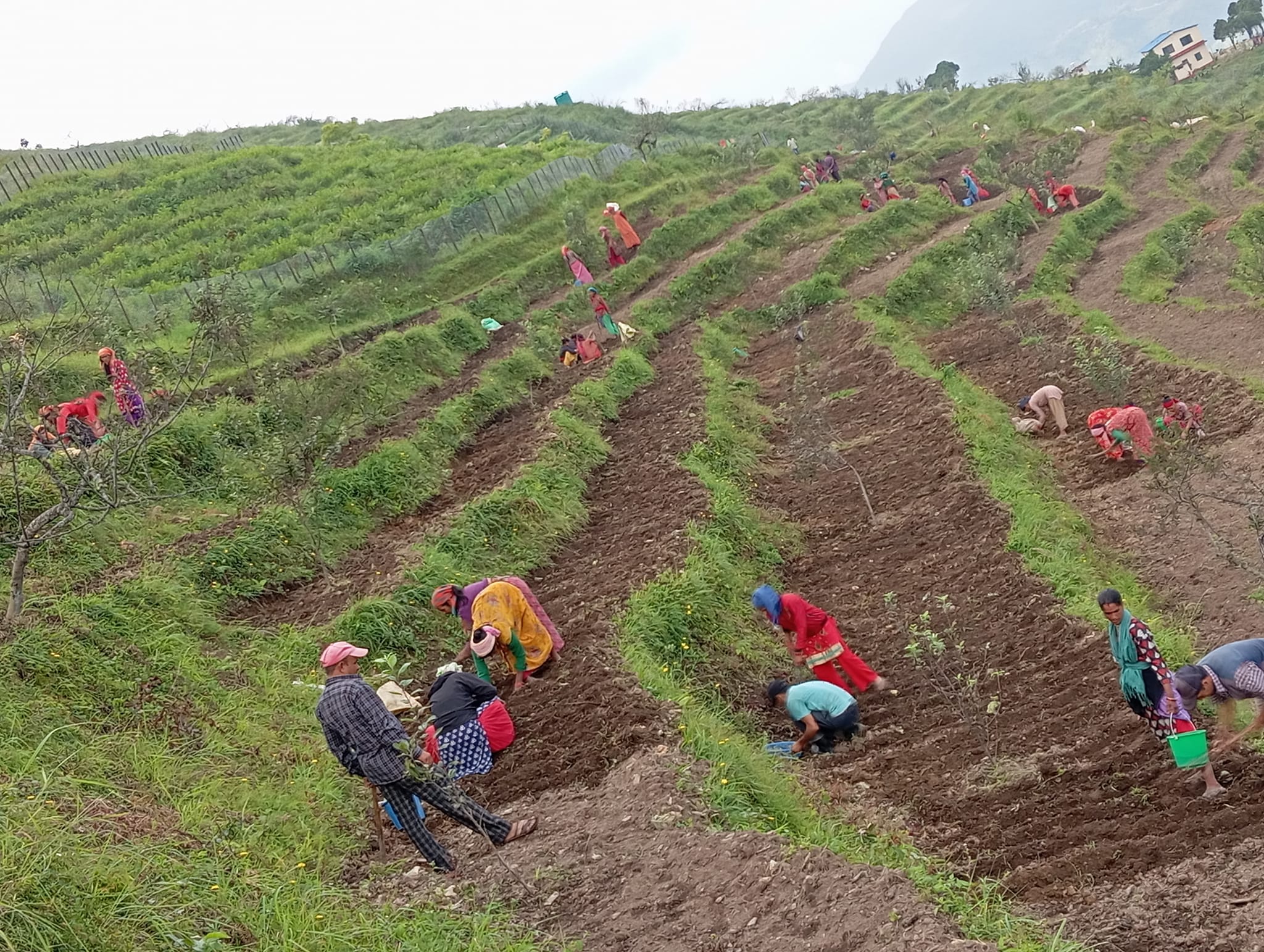 सुख्खा फलफूल विकास केन्द्रको नर्सरीमा ओखरको  बिउ राखिँदै 