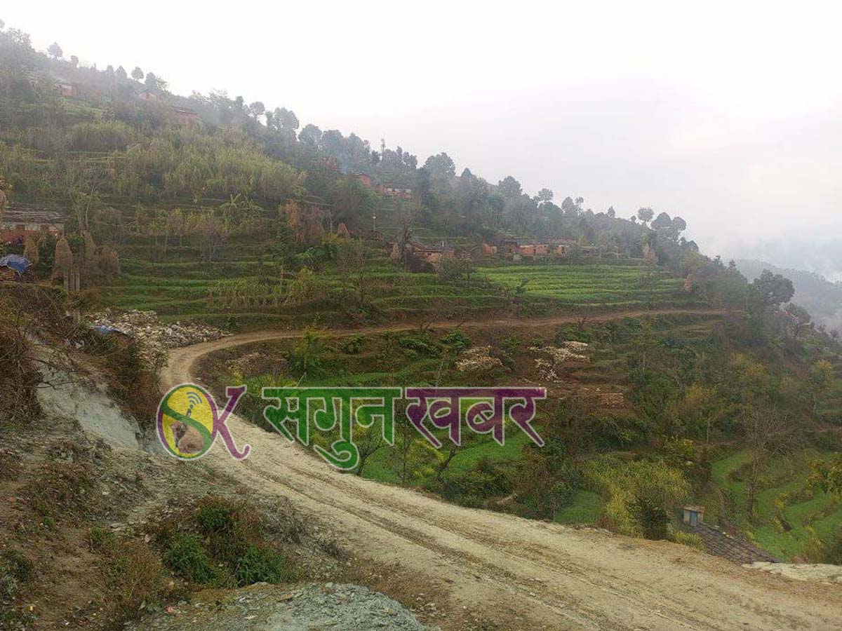 बैतडीमा जंगली जनावरले गहुँबाली सखाप, किसान चिन्तामा